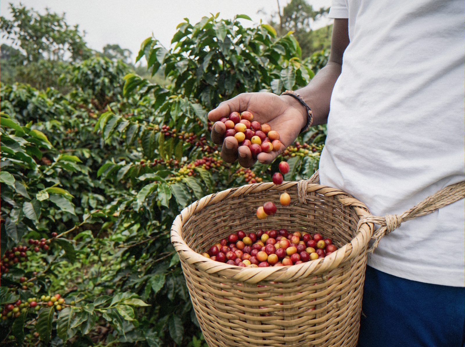 Coffee tour en Medellín: finca, cata y cosecha